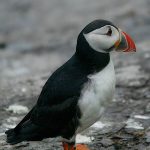 Thumbnail of http://Puffin