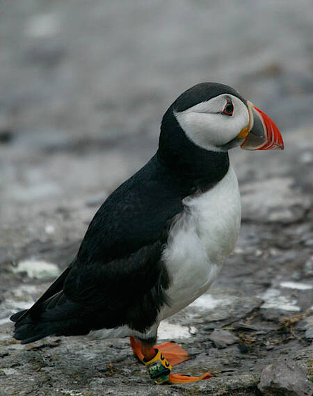 Puffin