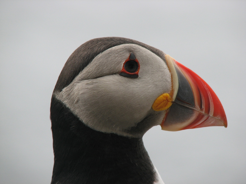 Puffin