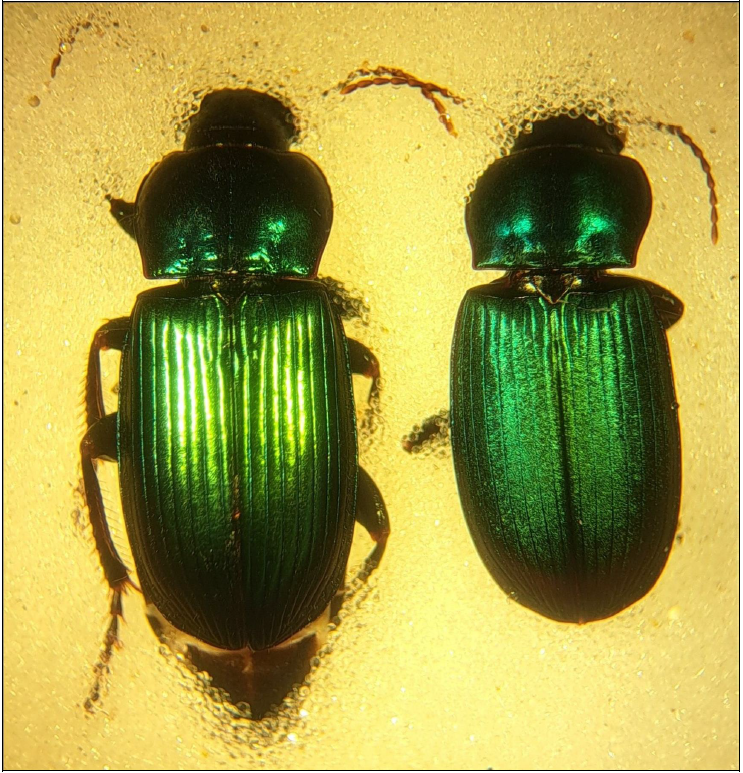 Seed Beetle